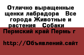 Отлично выращенные щенки лабрадора - Все города Животные и растения » Собаки   . Пермский край,Пермь г.